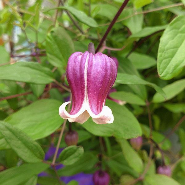 クレマチスの苗/（わけあり特価）クレマチス：コダイムラサキ（古代紫）4号ポット（ヴィオルナ系）