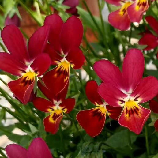 草花の苗/見元園芸さんのビオラ：ピュアルビー3-3.5号ポット