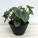 観葉植物/ぺぺロミア :サンデルシー 7号平鉢植え