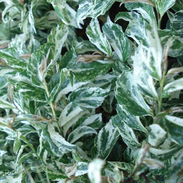 花木 庭木の苗/ヒサカキ：残雪（ザンセツ）3号ポット