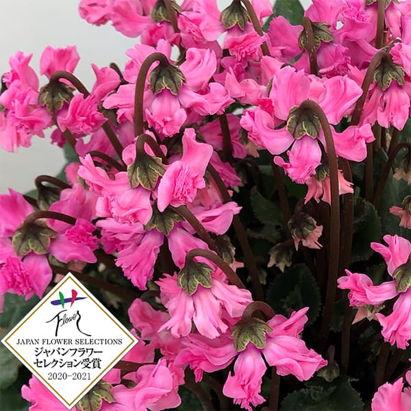 シクラメン：大内園芸さんの天使のはね ピンク系4号鉢植えのサムネイル