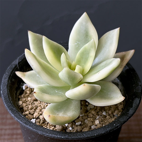 観葉植物/エケベリア：クレムネリア　スカフィラ 2.5号鉢植え