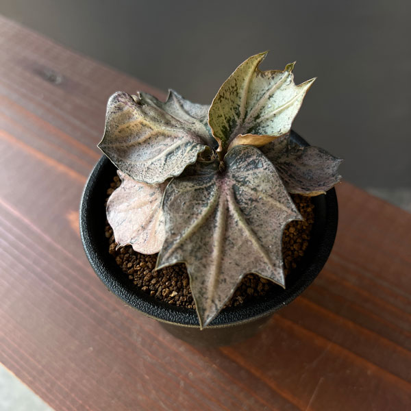 観葉植物/ユーフォルビア：フランコ...