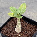 観葉植物/アデニウム:Mana’s farmの実生株 2.5号鉢植え