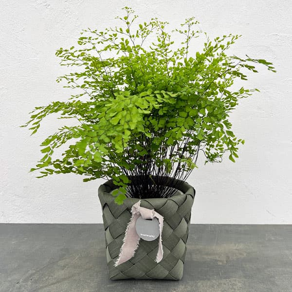 観葉植物/アジアンタム：フラグランス5号鉢植え／バスケット（トゥーランラウンド緑）入り