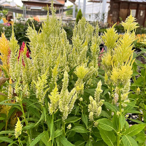 草花の苗/セロシア（ケイトウ）：高見園芸さん育種選抜株（イエロー・ホワイト系）3号ロングポットのサムネイル