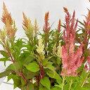 草花の苗/セロシア(ケイトウ):高見園芸さん育種選抜株(柔らかい色アソート)3号ロングポット