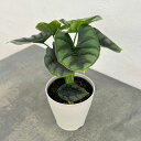 観葉植物/アロカシア:リバーサ 4号鉢入り