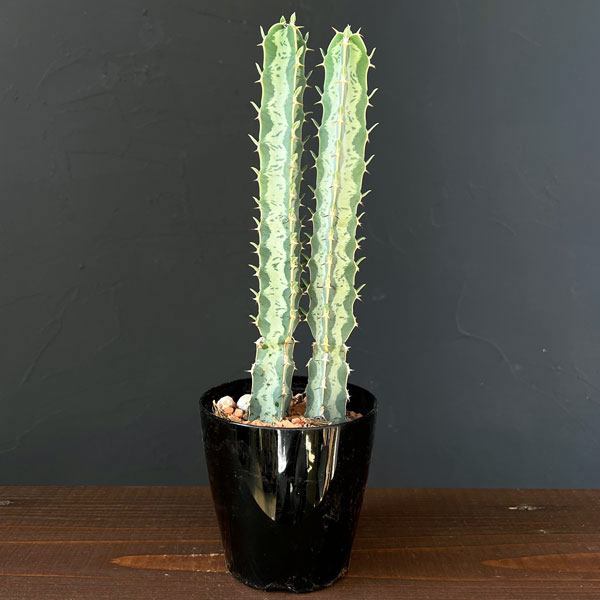 観葉植物/ユーフォルビア：氷河(ヒョウガ) 3号鉢植え