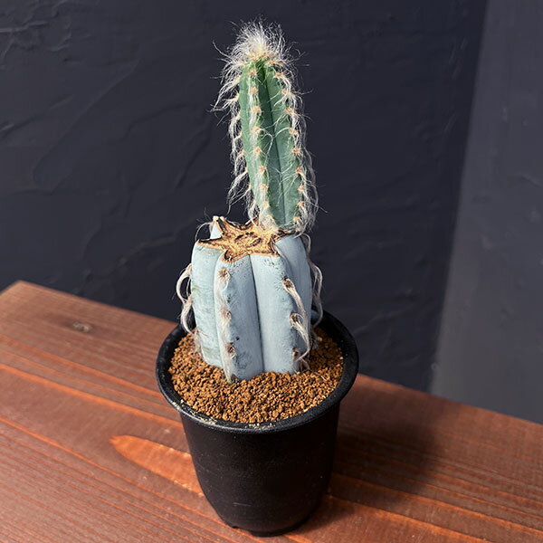 観葉植物/サボテン：ピロソケレウスグラウケスケンス3号鉢植え
