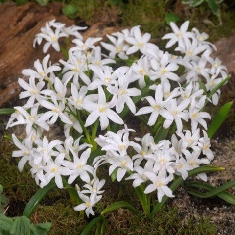 球根/チオノドグサ:ルシリアエ・アルバ（白花）8球入り