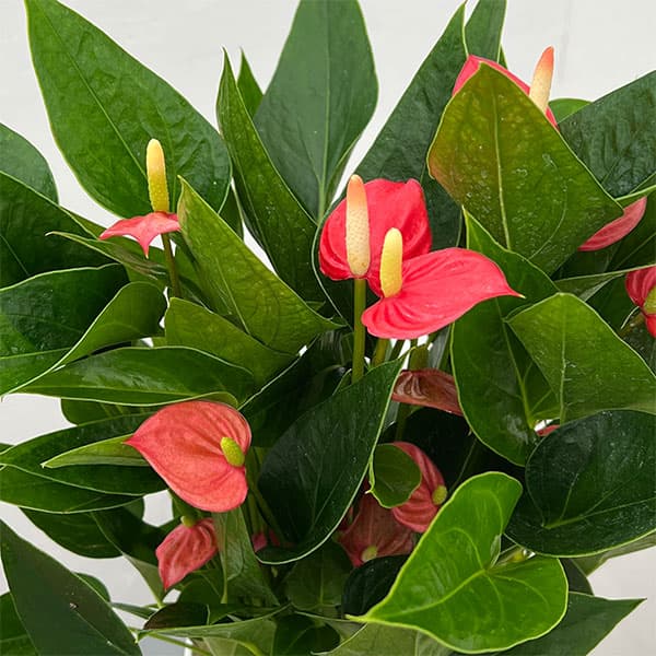 （わけあり特価）アンスリウム：レッド（小輪タイプ） 4.5号鉢植え