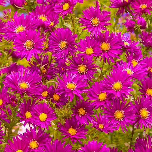 ��֤���/���������ʽɺ��ˡ�����ॽ��֥�������3��ݥå�