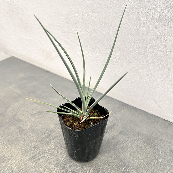 観葉植物/ドラセナ：セルラータ（国内実生株）　3.5号