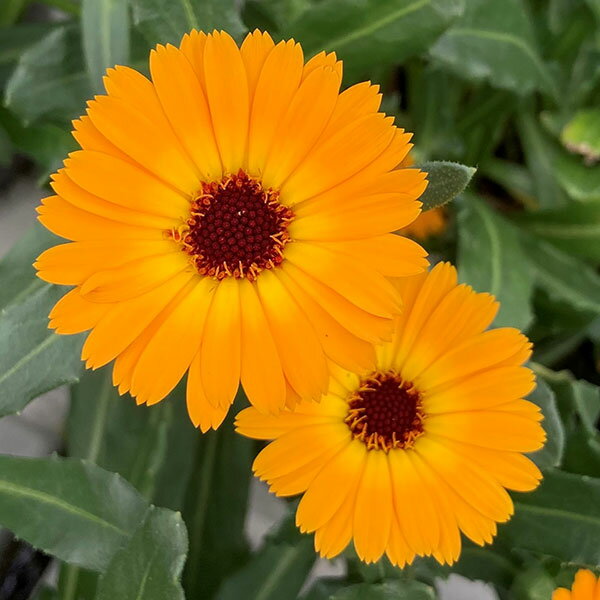 草花の苗/キンセンカ（カレンジュラ）：オレンジスフレ2.5〜3号ポット