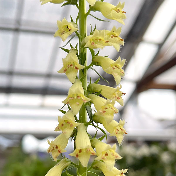 草花の苗/（わけあり特価）ジギタリス：ルテア4号ポット