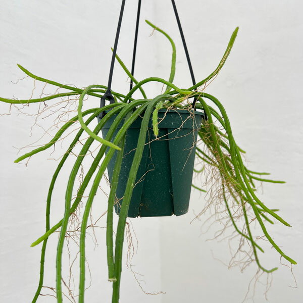 観葉植物/リプサリス：ヘルニケレウス 4.5号吊り鉢