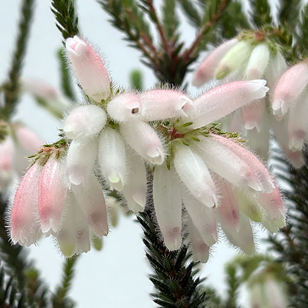 ファイヤーヒースの商品画像