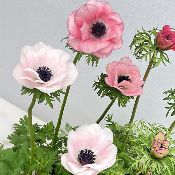 楽天市場】アネモネ ミストラル 球根の通販