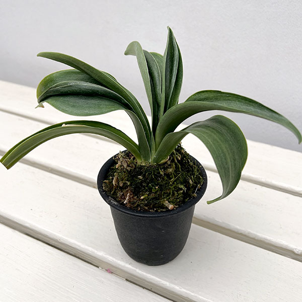 観葉植物/オモト（万年青）：羅紗獅子親 翔 3号プラ鉢【現品販売259660】