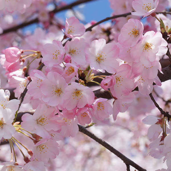 Rakuten - 花木 庭木の苗/桜：神代曙（ジンダイアケボノ）接木苗 4〜5号ポット