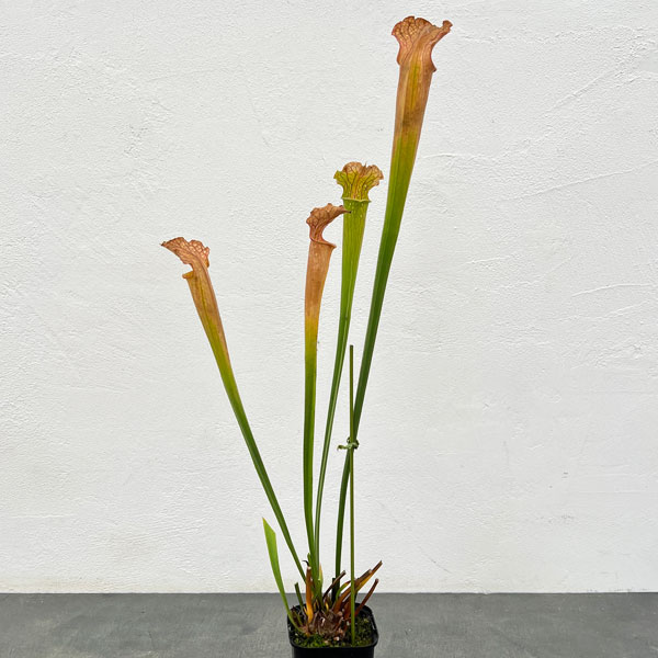 観葉植物/サラセニア：HFC-20...