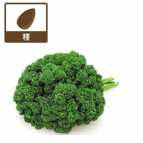 パセリ：しっかり採れる もりもりパセリ グランド [春・秋まき 野菜タネ]*