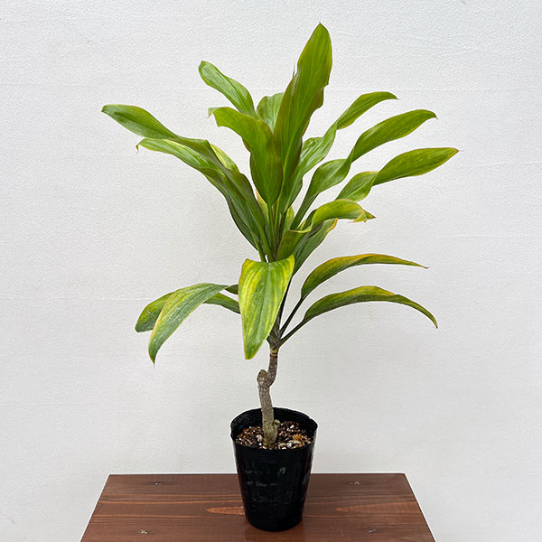 Rakuten - 観葉植物/コルジリネ：アロハグリーン 4号ポット
