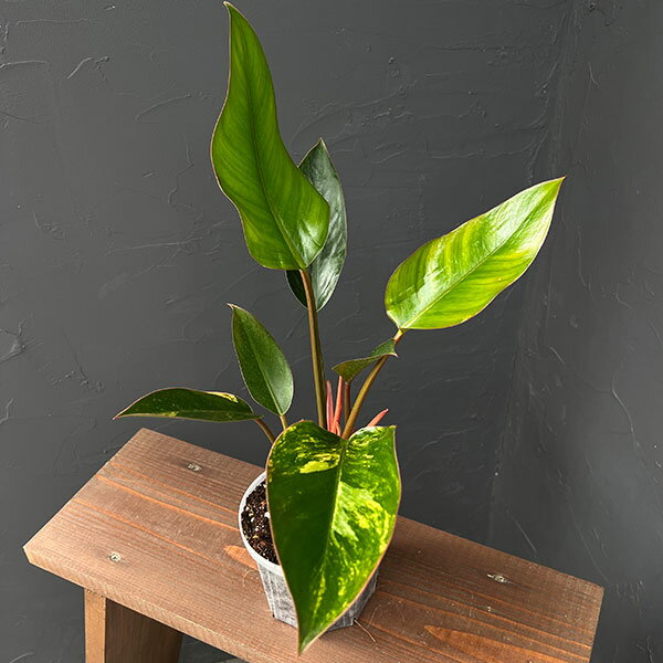 観葉植物/フィロデンドロン：レッドコンゴ バリエガータ 4号鉢植え