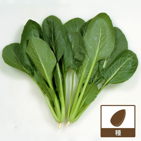 [送料無料](業務用・受注生産品)コマツナ（小松菜）種：よかった菜(R) 2dl[野菜タネ]*