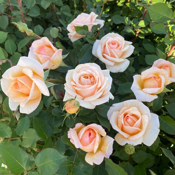 バラの苗/四季咲中輪バラ：ここねい...