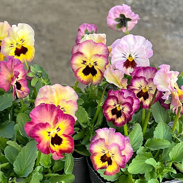 草花の苗/MSKガーデン小輪フリンジビオラ：フルーツカクテル ネクタリンシェーク3号ポット