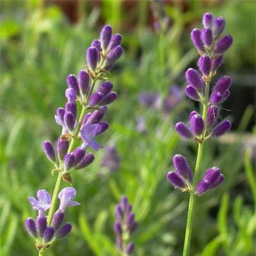 ハーブの苗/ラベンダー（イングリッシュ）：ブルーマウンテン3号ポット