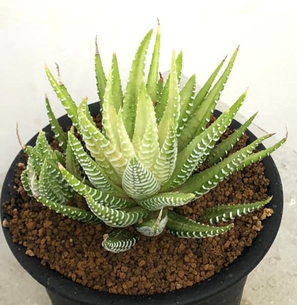 観葉植物/ハオルチア（ハオルチオプシス）：白蝶 3号鉢植え