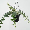観葉植物/ホヤ:クミンギアナ アルボマギナータ 4号吊り鉢
