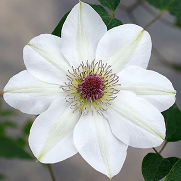 クレマチスの苗/クレマチス：ことの...