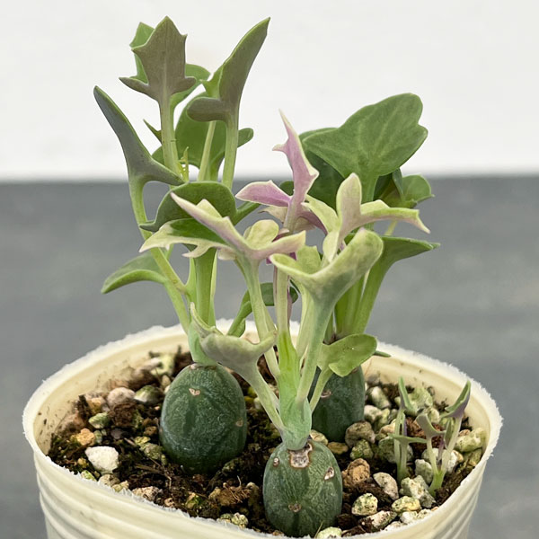 観葉植物/セネシオ：七宝樹 （シッポウジュ・シチホウジュ）2.5号ポットのサムネイル