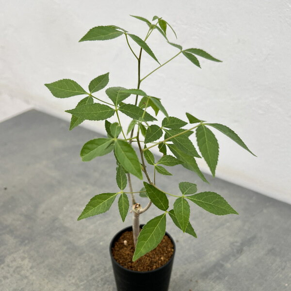 Rakuten - 観葉植物/コミフォラ：ミルドブラエディ 2.5号鉢植え