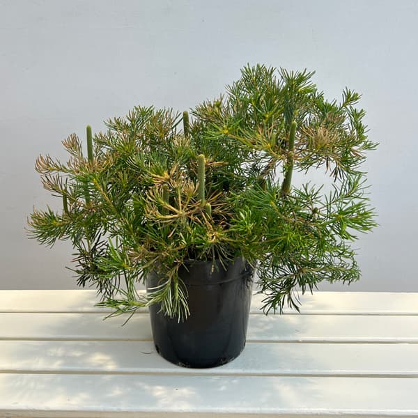 植物 バンクシア 苗 バンクシア レプトフィラ 7号ポット苗 オージー