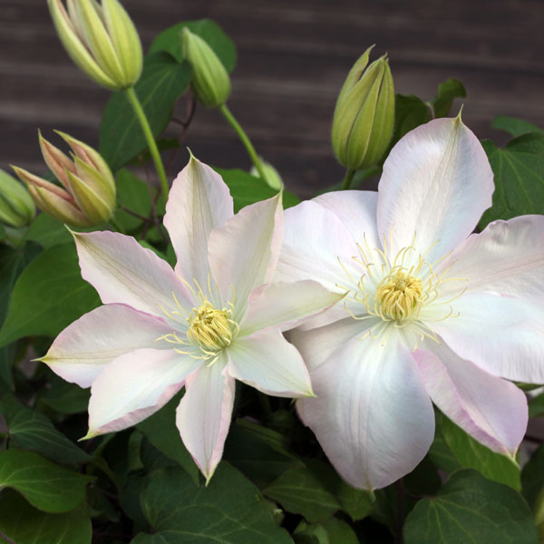 クレマチスの苗/クレマチス：シトキガワ（四時川）5号ポット／ボサタイプ（大輪系）