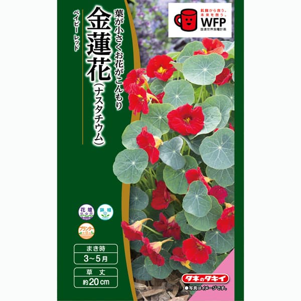 キンレンカ（金蓮花）：ベイビーレッド[春まき タキイ 花タネ]