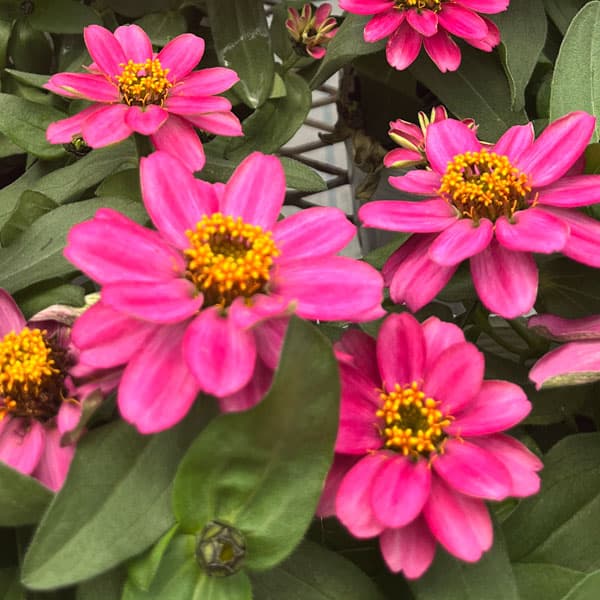 百日草（ジニア）：ベリーズ ローズ（一重）[タキイ 花タネ]