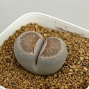 観葉植物/リトープス:菊章玉 2.5号鉢植え*
