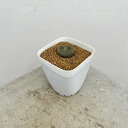 観葉植物/リトープス:30km NW of Warrenton(SA) 2.5号鉢植え*
