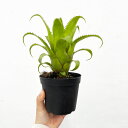 観葉植物/ネオレゲリア:ムーレアナ 3.5号鉢植え