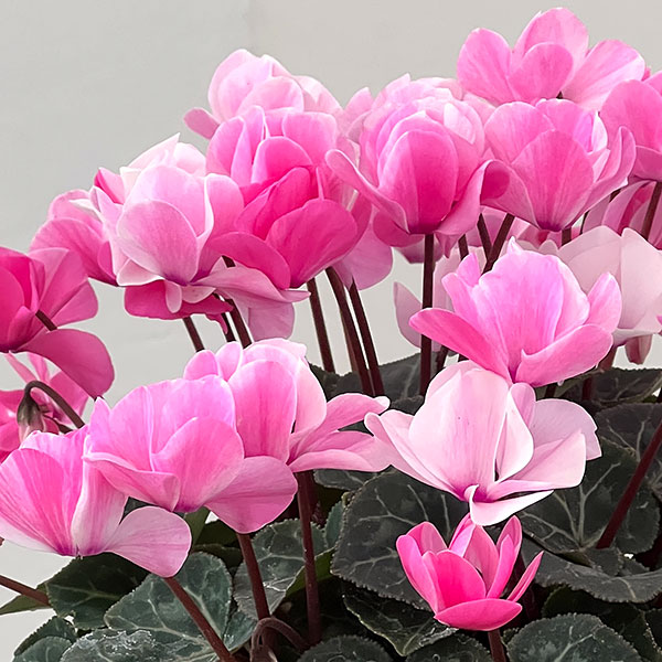 シクラメン：ツヴァイ シャワーピンク4号鉢植え