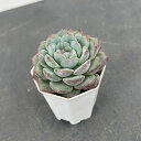 観葉植物/エケベリア:ピンクモンロー 2号