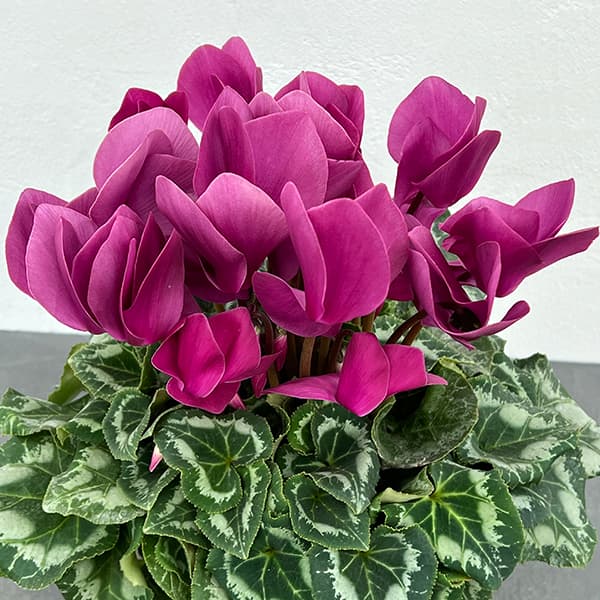 シクラメン：アンティラオ シーデンモーン5号鉢植え