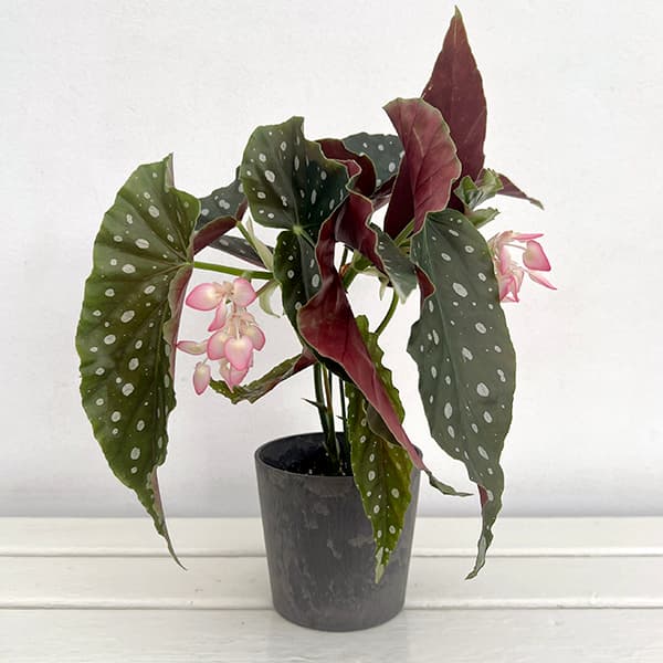 観葉植物/ベゴニア:ホクトシチセイ(北斗七星)4号鉢植え