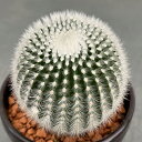 観葉植物/サボテン:ノトカクタス 小町 3号鉢入り